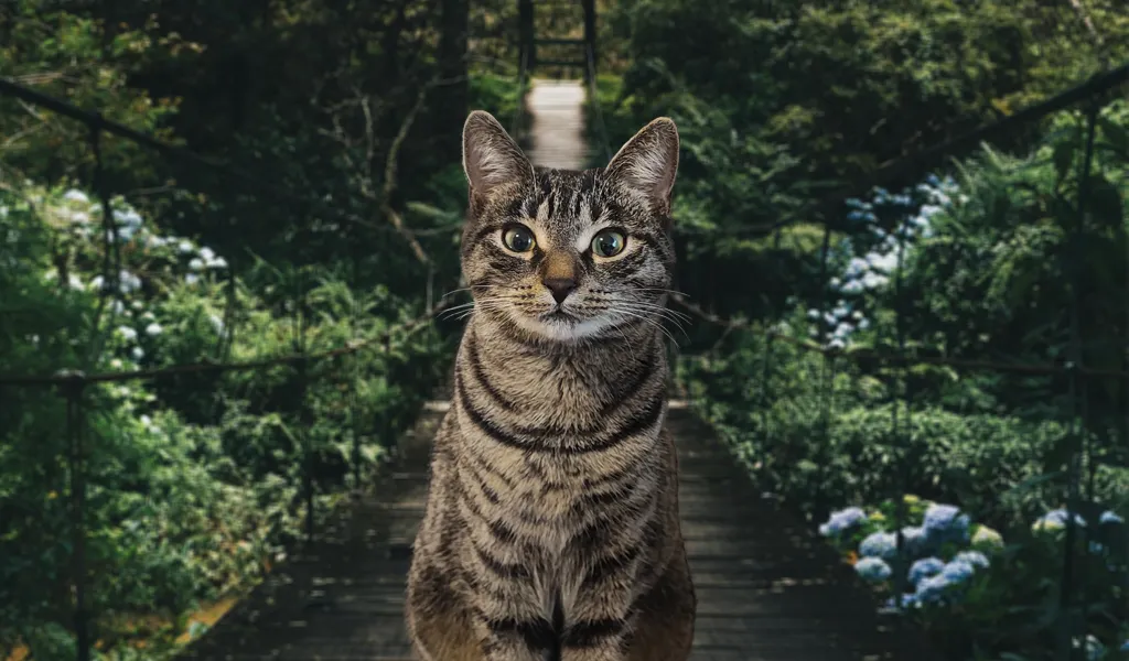 PCR-Test - PCR-Test-Diagnostiken beim Menschen -Veterinärdiagnostiken - Kat